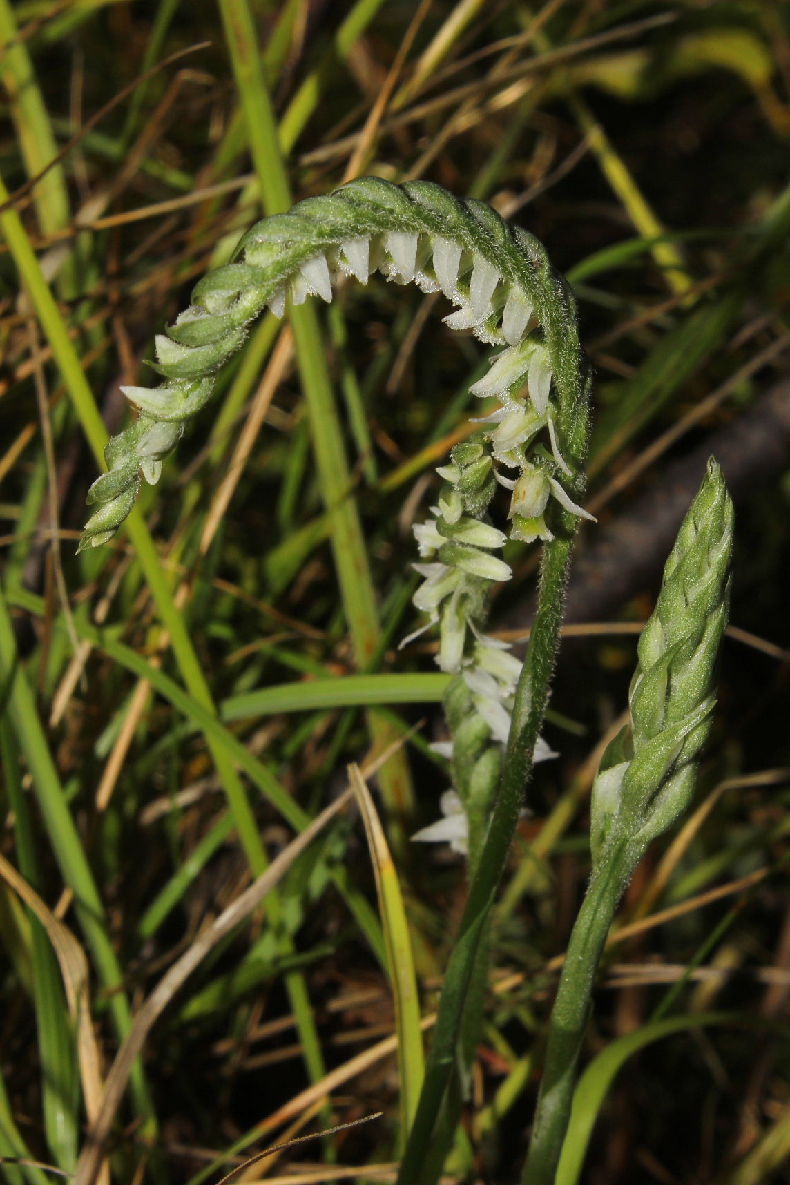 Spiranthes spiralis da Genova